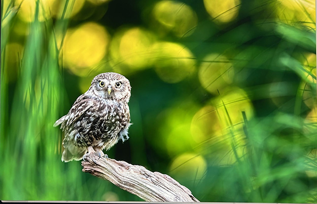 Jan van Laarhoven geëerd met speld van het Brabants Landschap